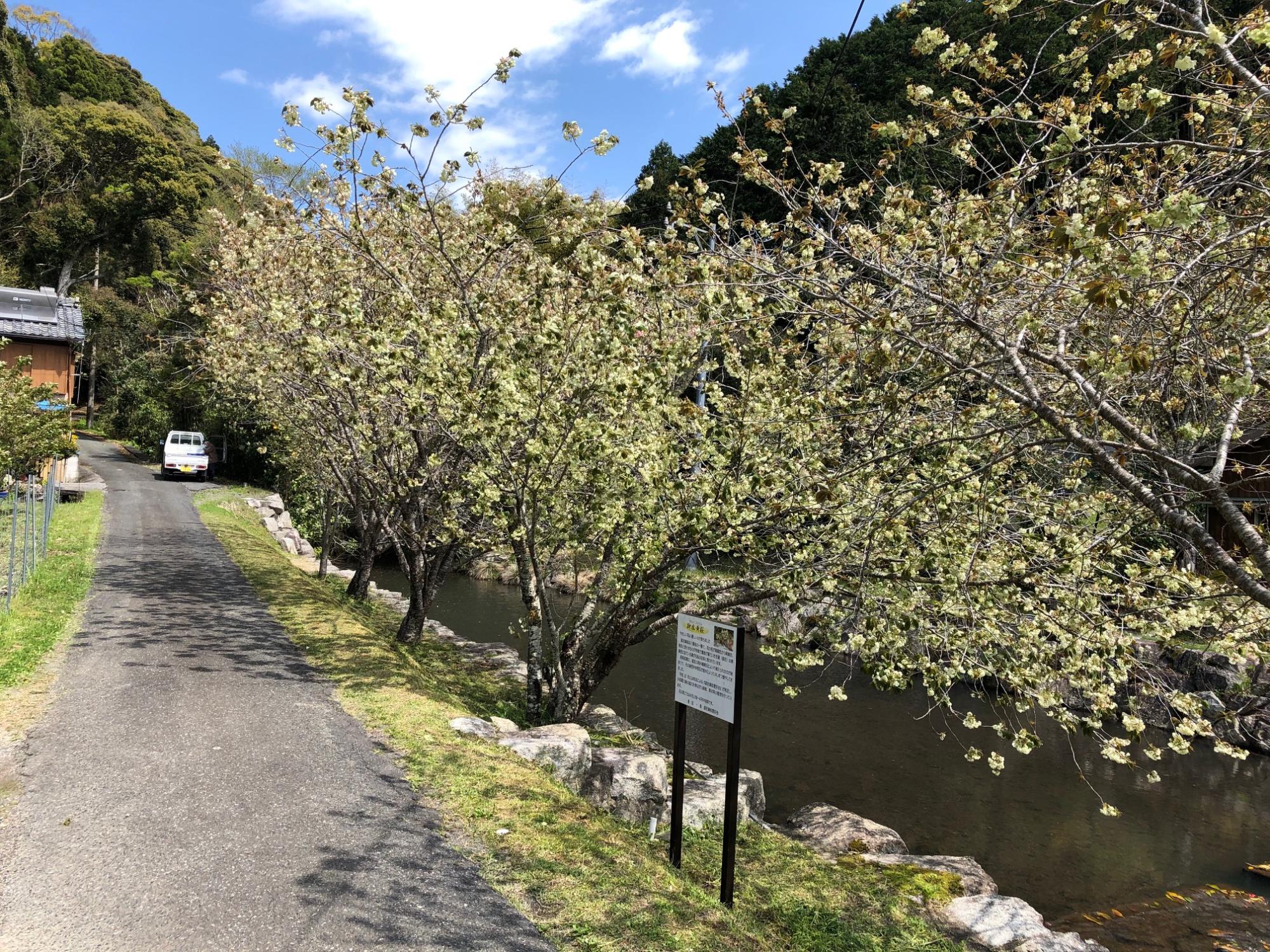 20210405御衣黄桜01