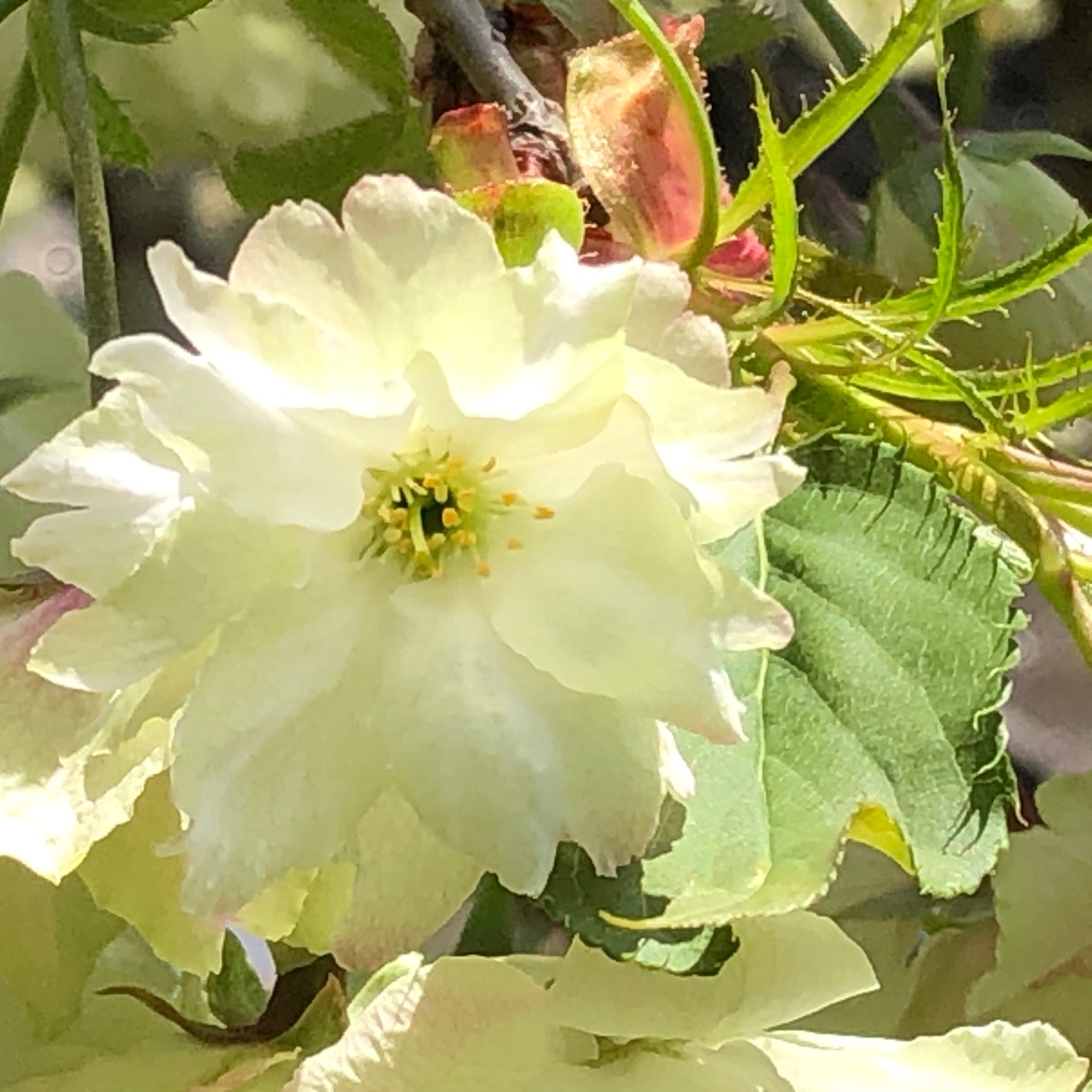 20210405御衣黄桜04