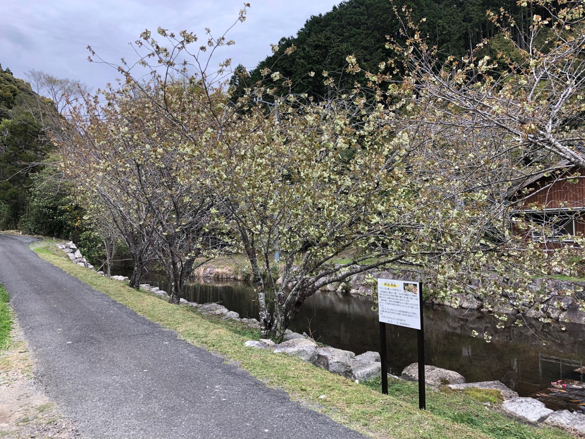 御衣黄桜01
