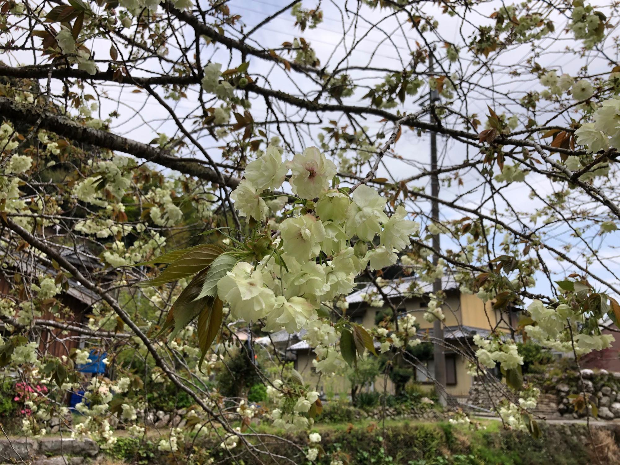 御衣黄桜03