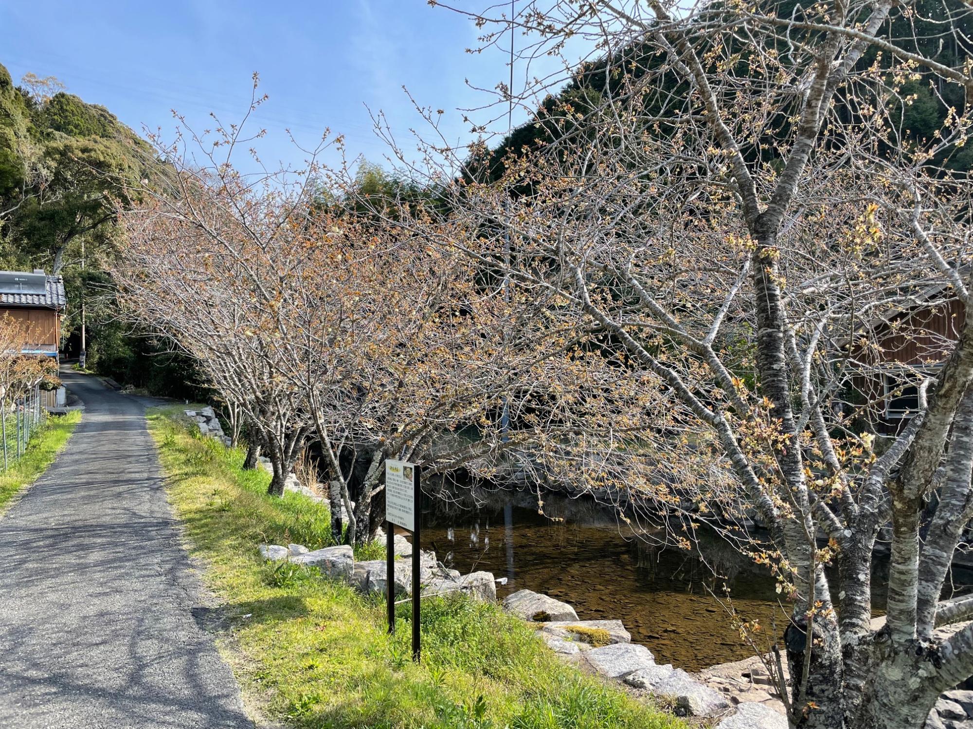202204070817御衣黄桜開花状況01