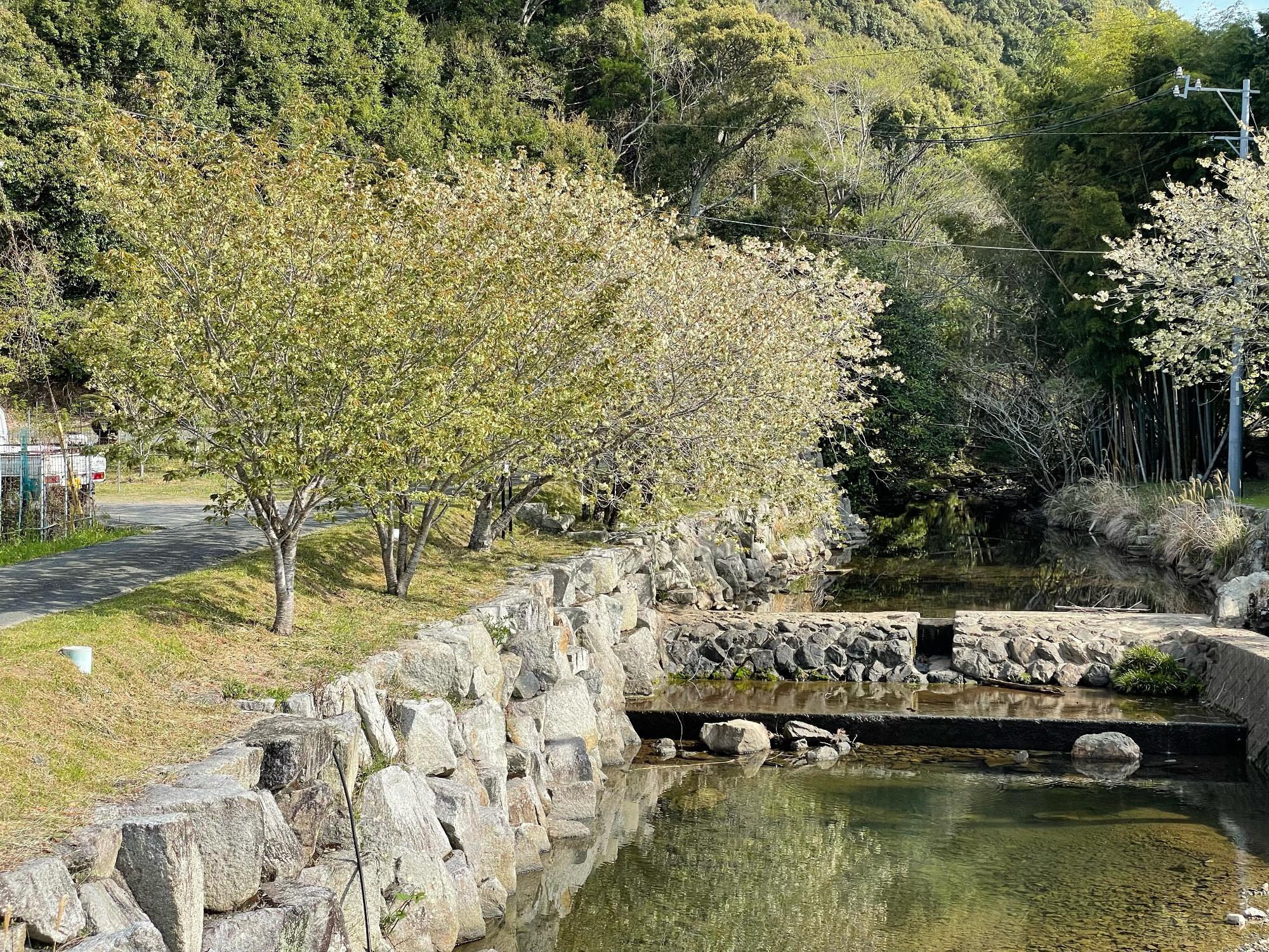 202204130820御衣黄桜開花状況02