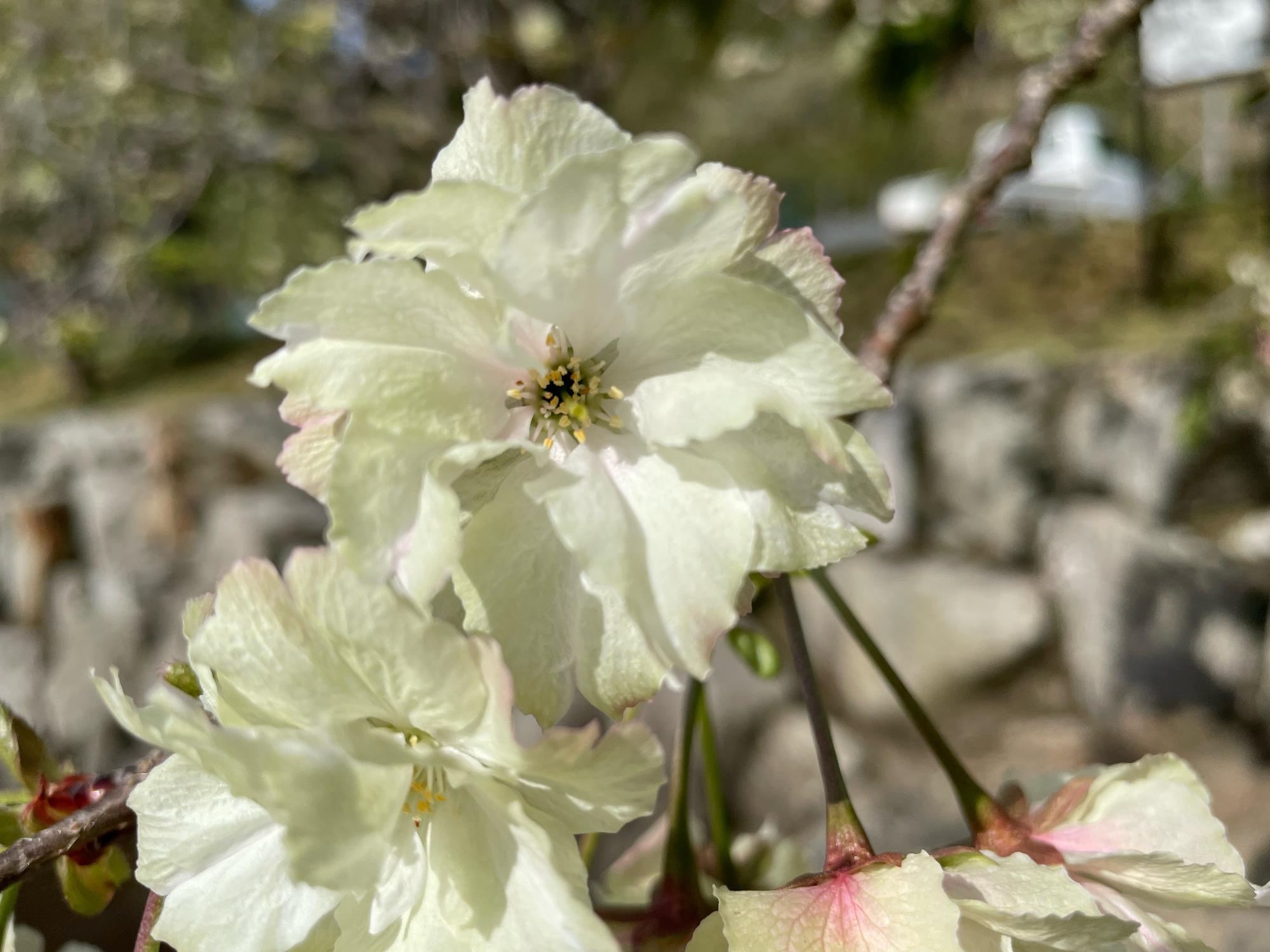 202204130820御衣黄桜開花状況04