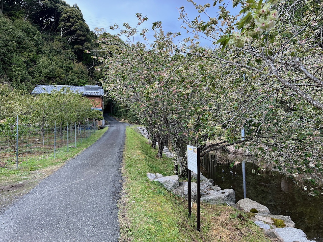 202204151626御衣黄桜開花状況01