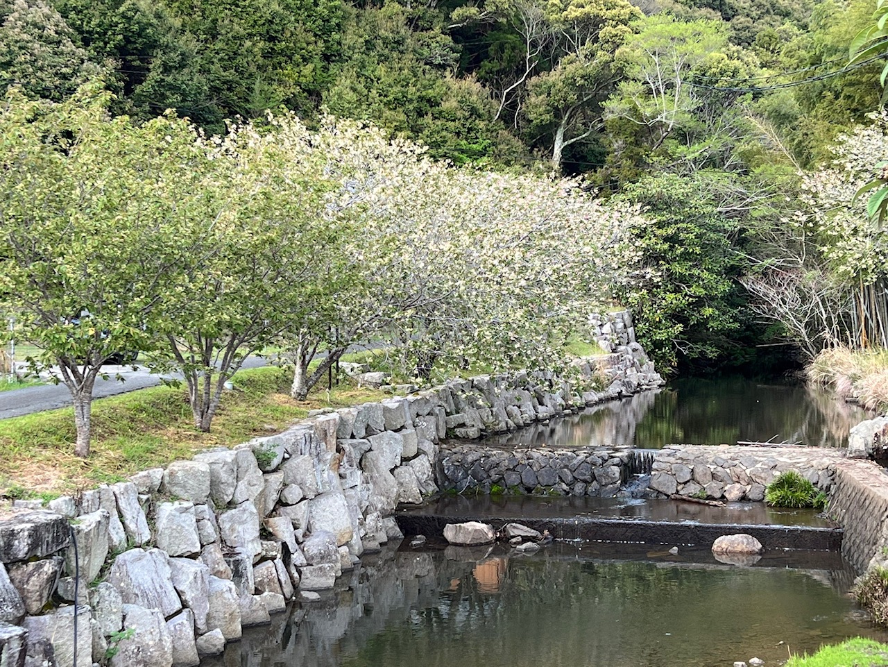 202204151626御衣黄桜開花状況02
