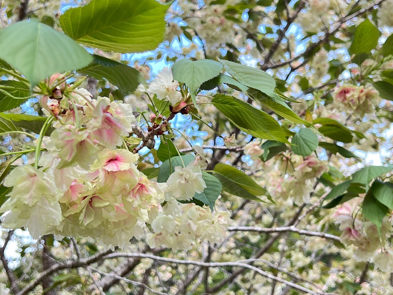 202204151626御衣黄桜開花状況03