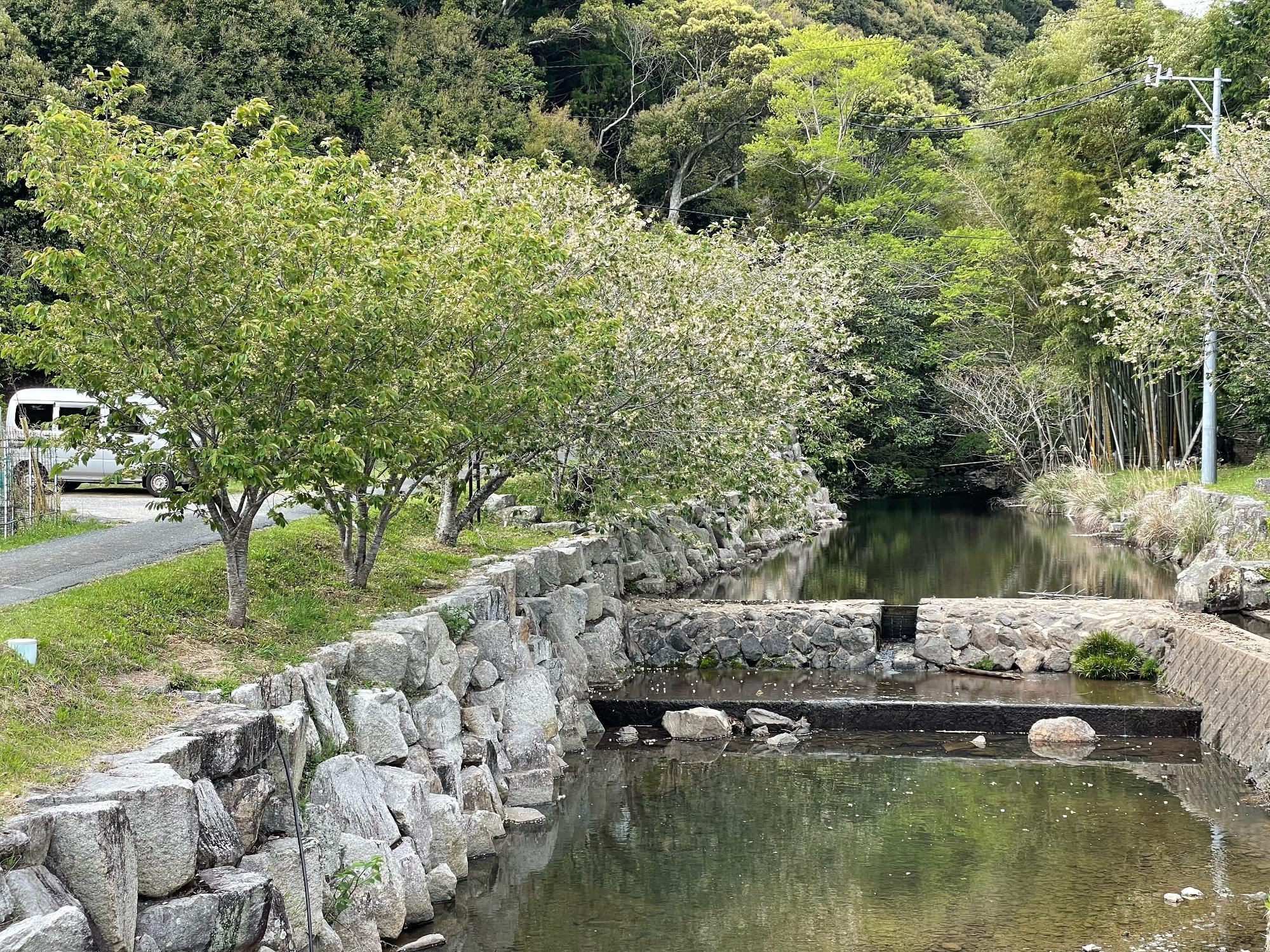 202204201703御衣黄桜開花状況02