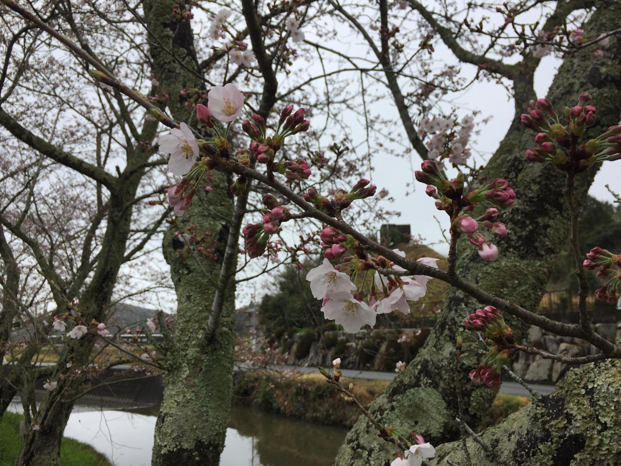 4月7日