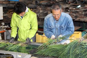 青ネギを洗浄する作業をする2人の男性の写真