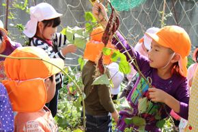 芋掘り体験をする保育園児たちの写真