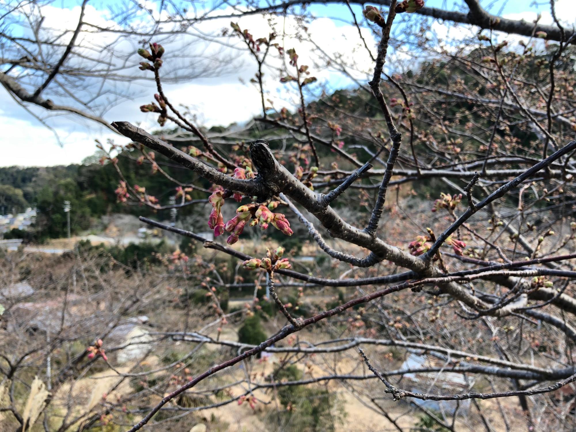 202202071600開花状況（河津桜02）