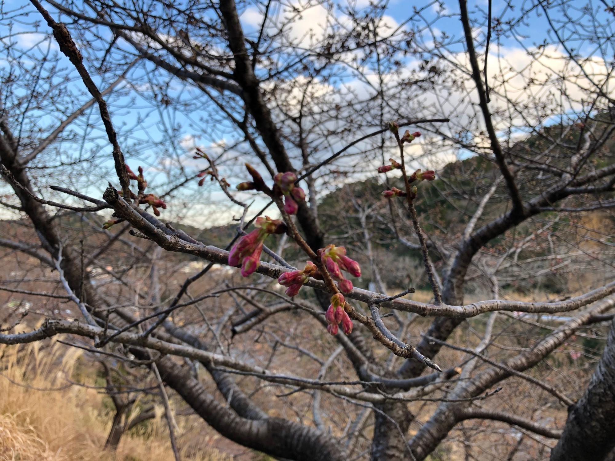 202202071600開花状況（河津桜03）