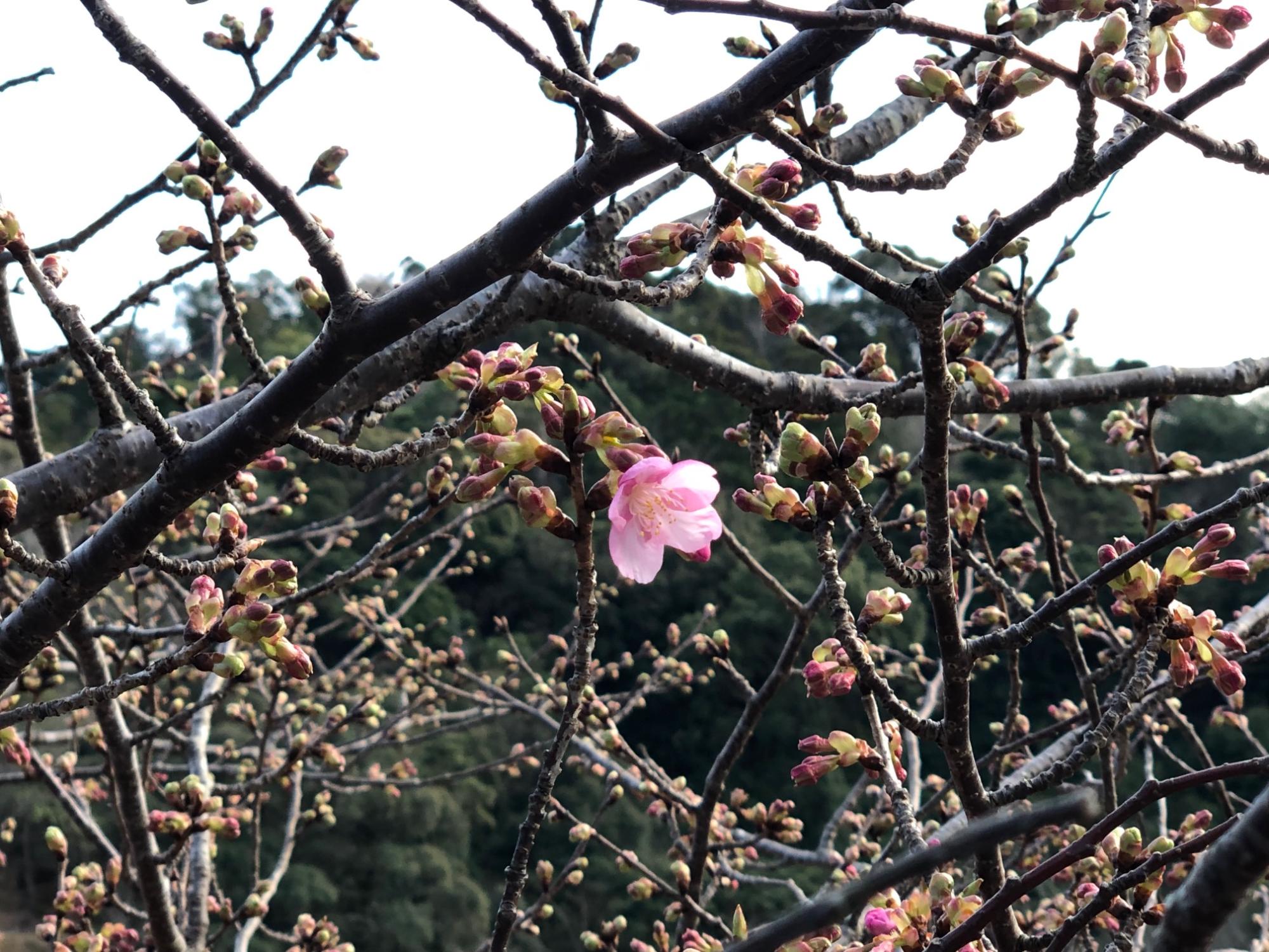 202202071600開花状況（河津桜04）