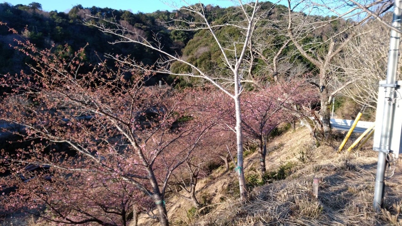 202202170730開花状況（河津桜）01