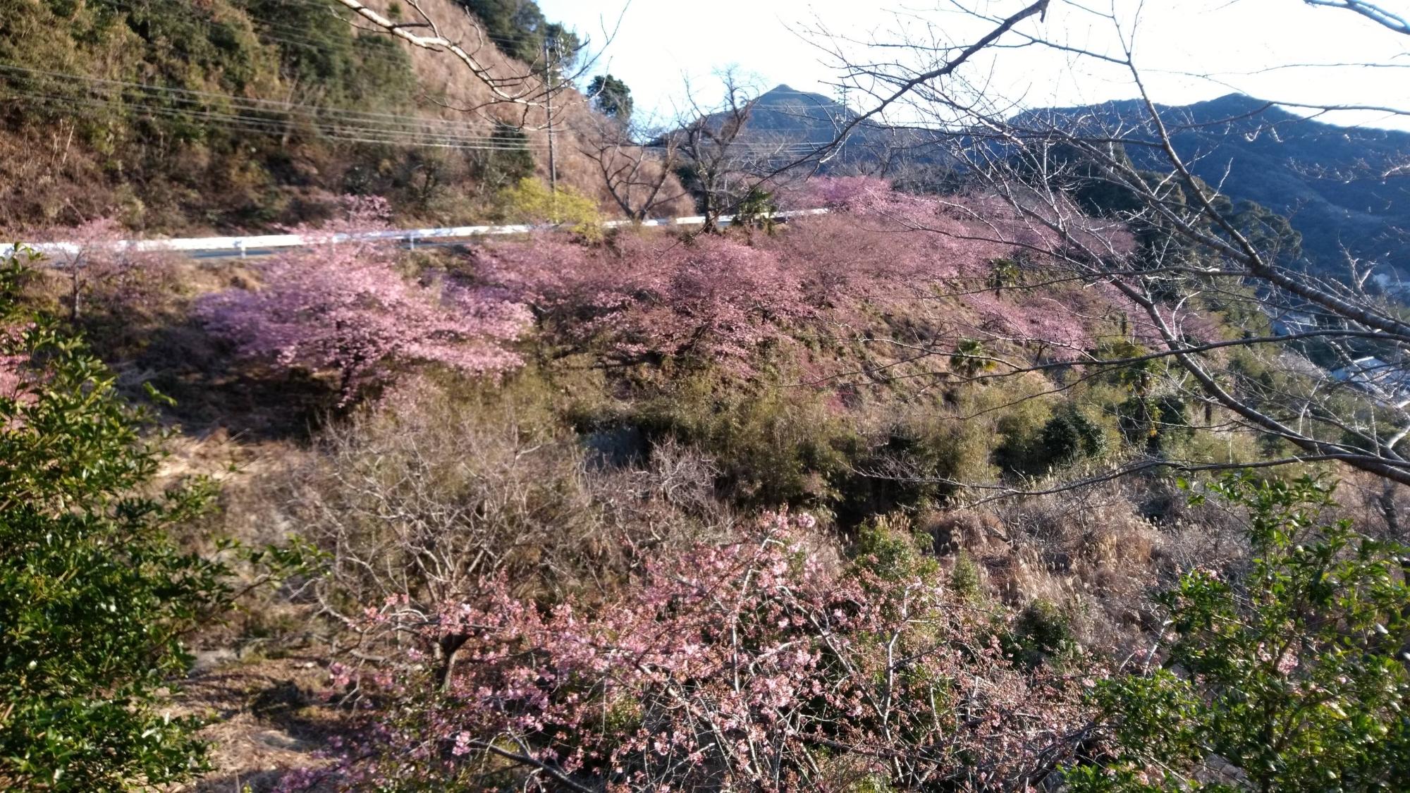 202202210731河津桜開花状況01