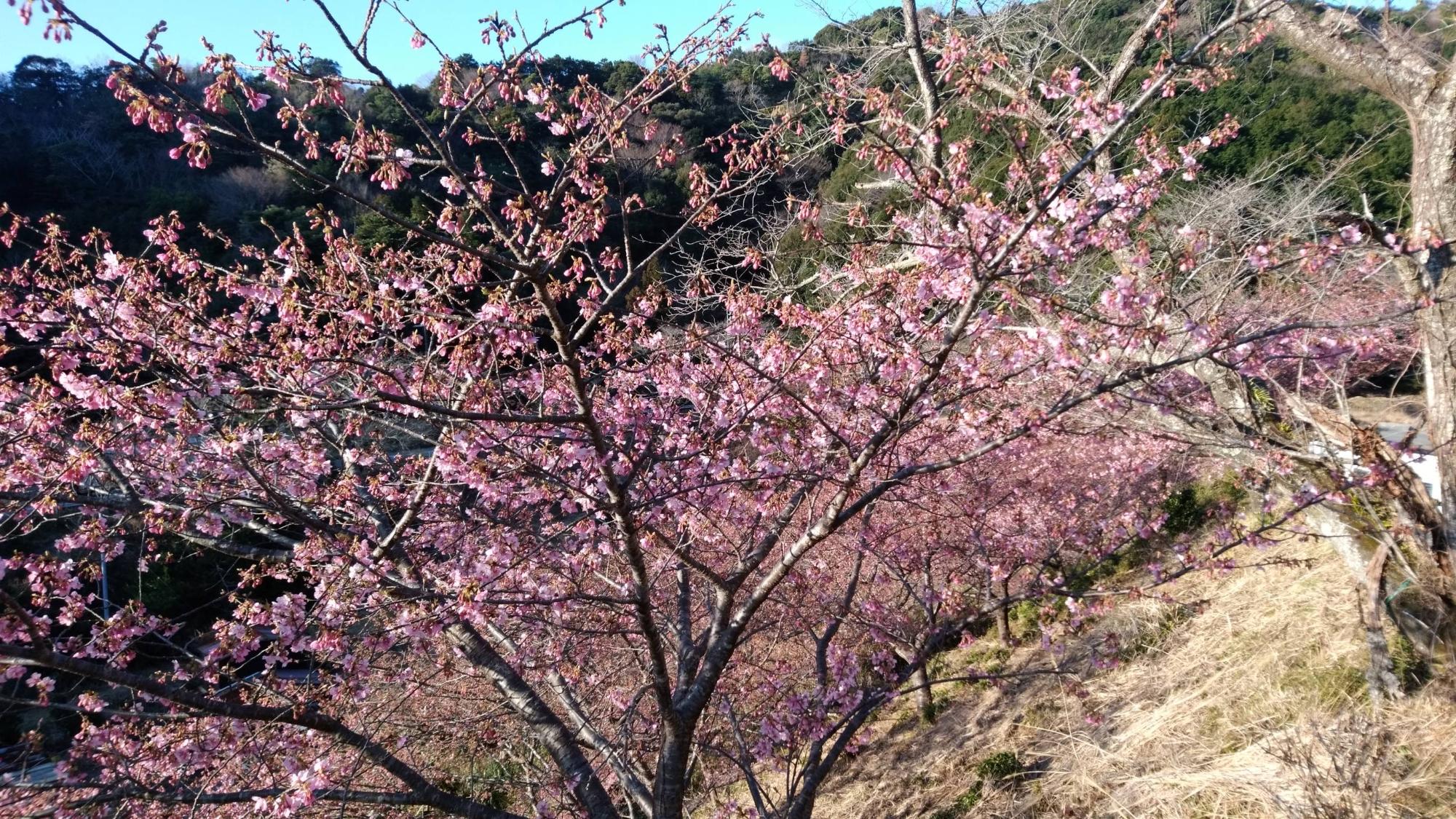 202202210731河津桜開花状況02