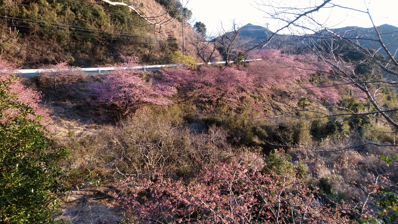 202202240700河津桜開花状況01