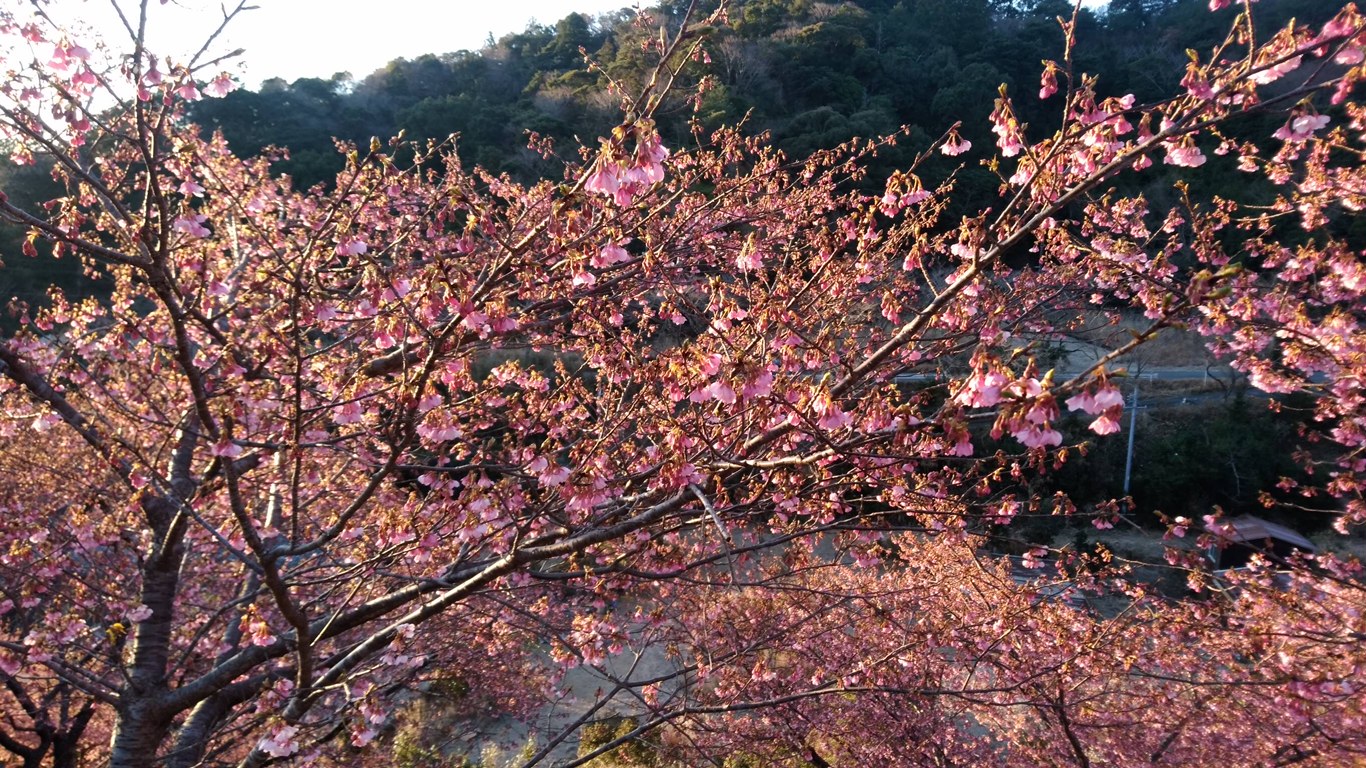 202202240700河津桜開花状況02