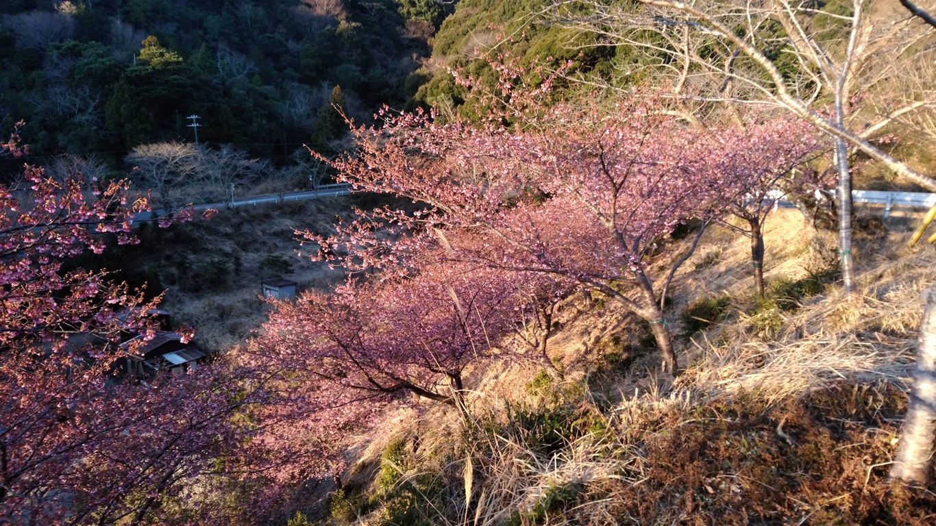 202202240700河津桜開花状況04