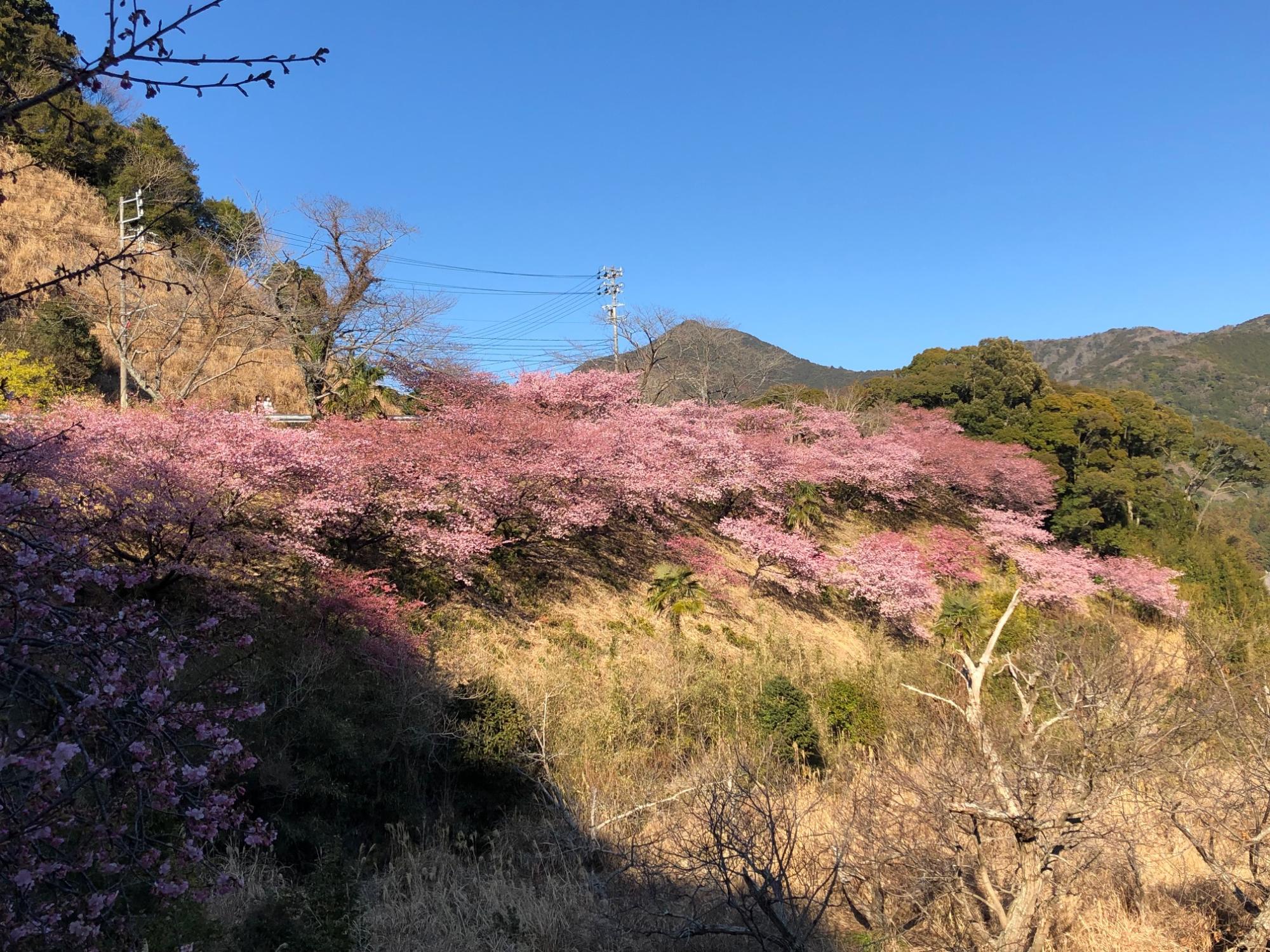 202202281530河津桜開花状況01