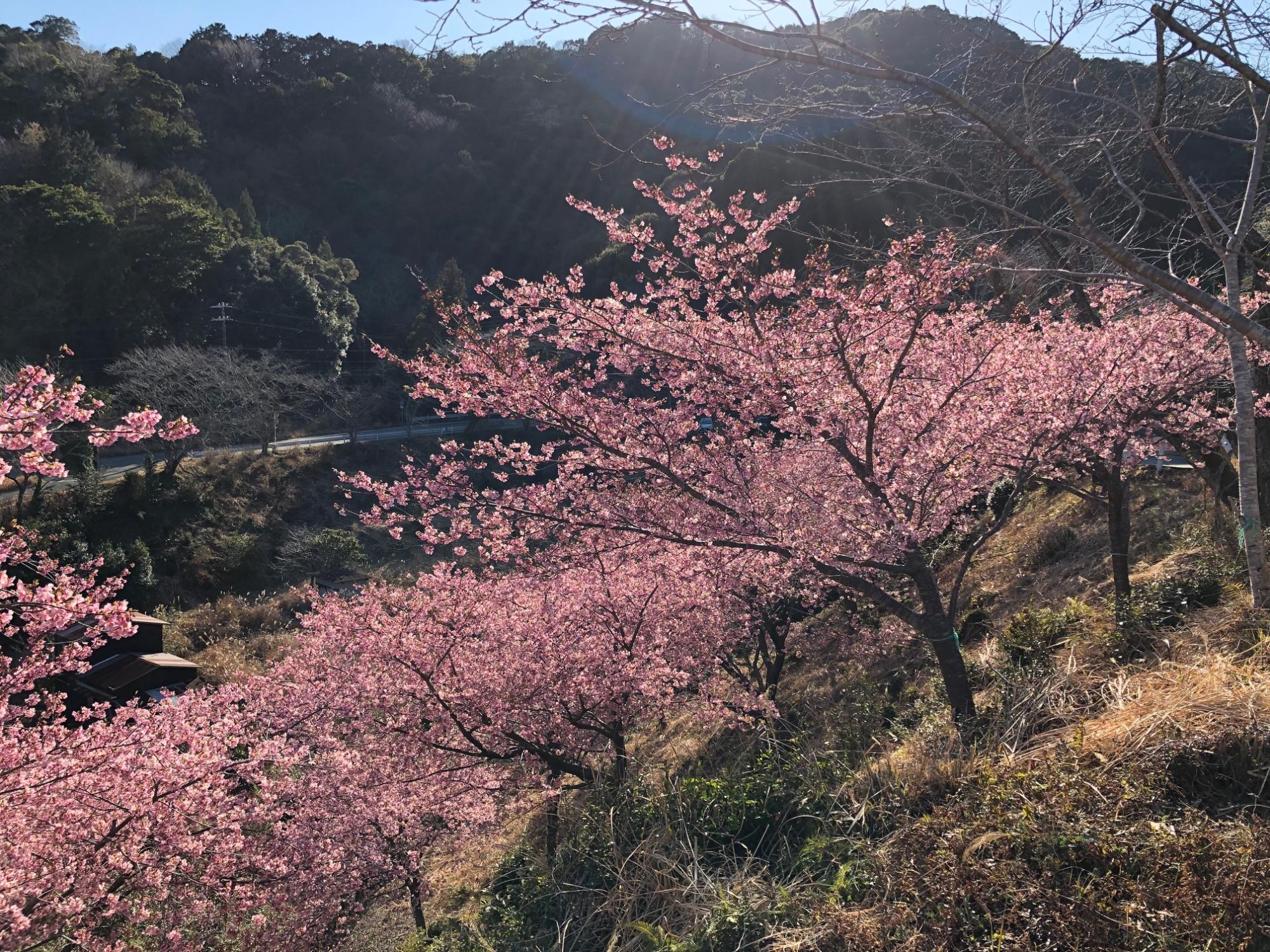 202202281530河津桜開花状況02