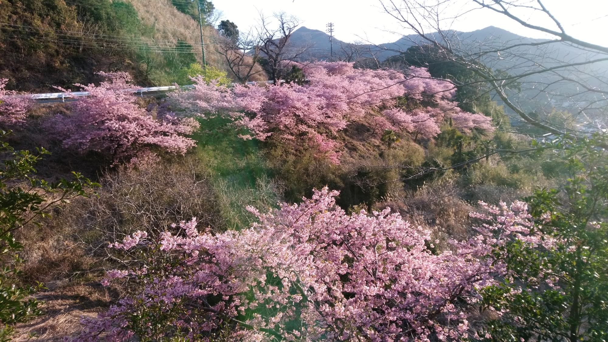 202203080708河津桜開花状況01