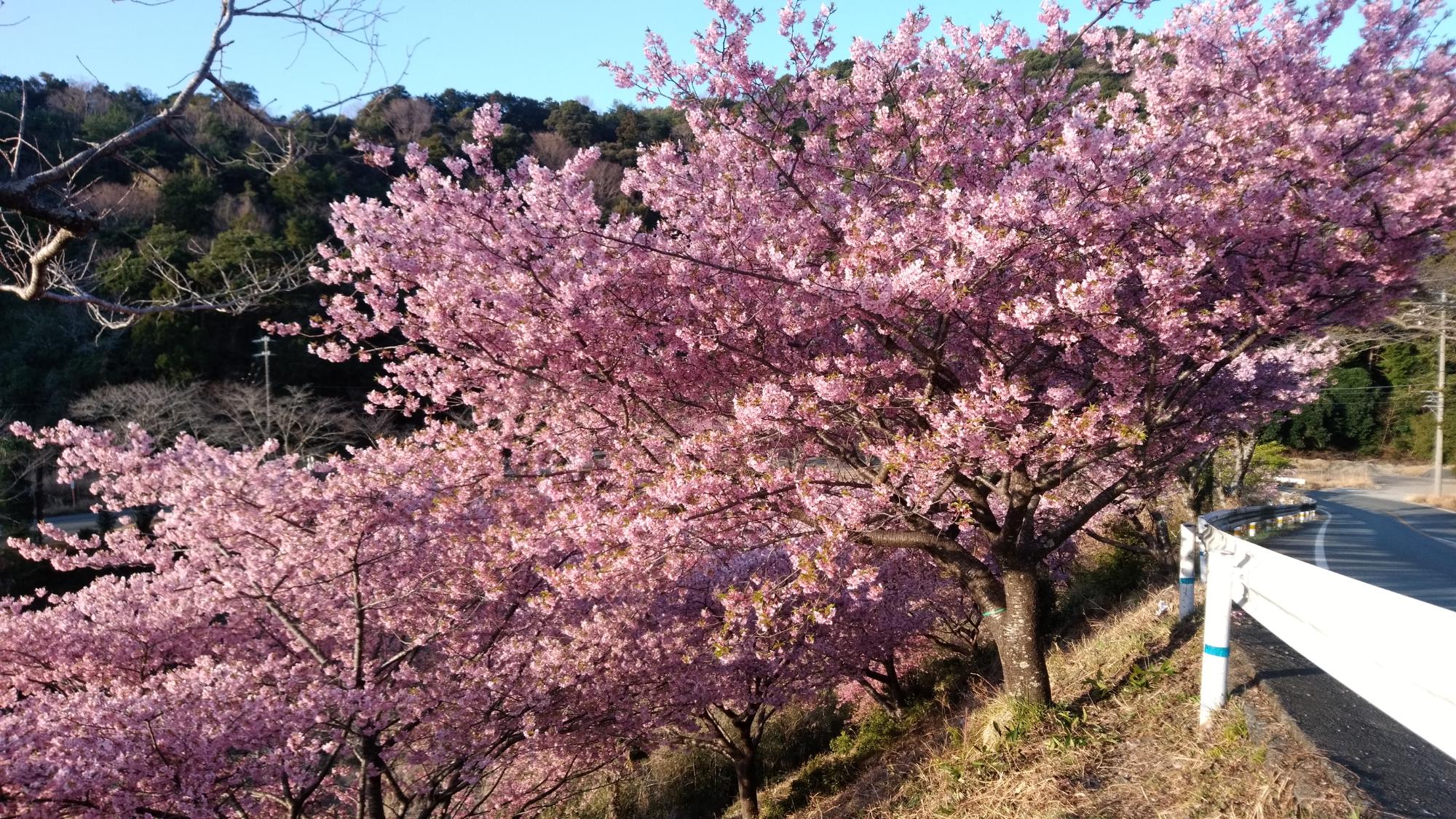 202203080708河津桜開花状況02