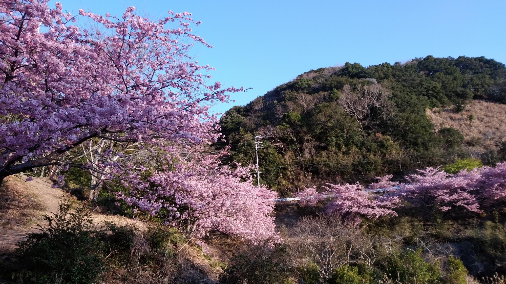 202203080708河津桜開花状況03