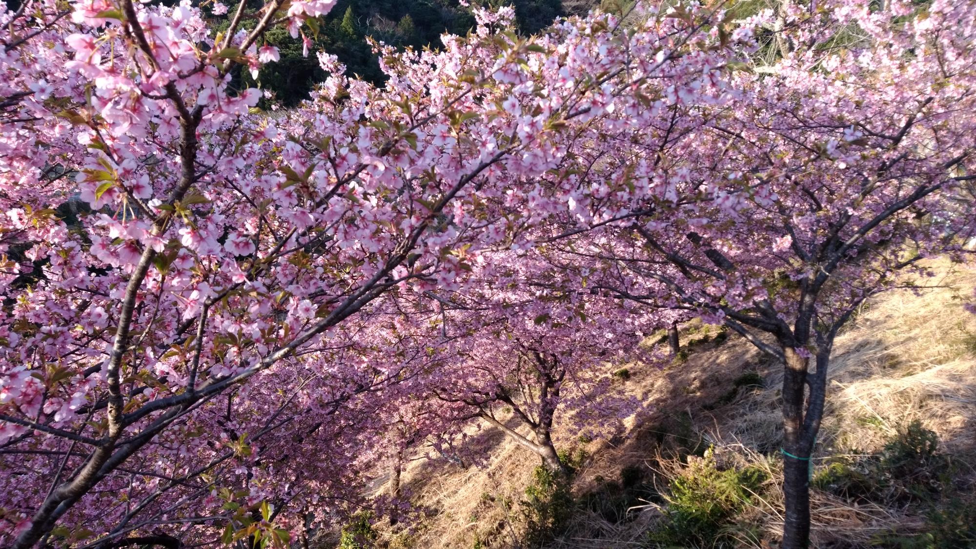 202203080708河津桜開花状況04