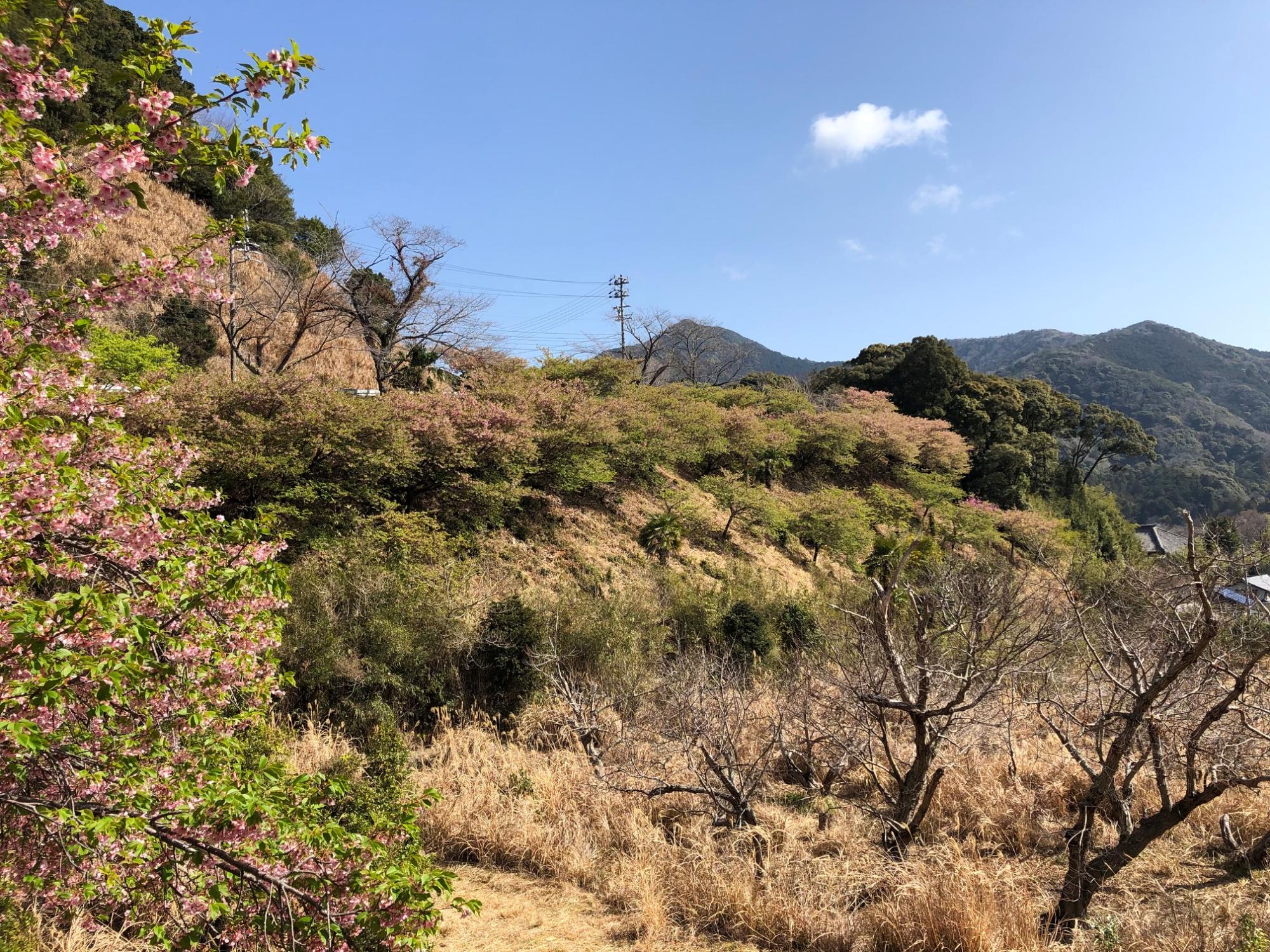 202203160955河津桜開花状況01