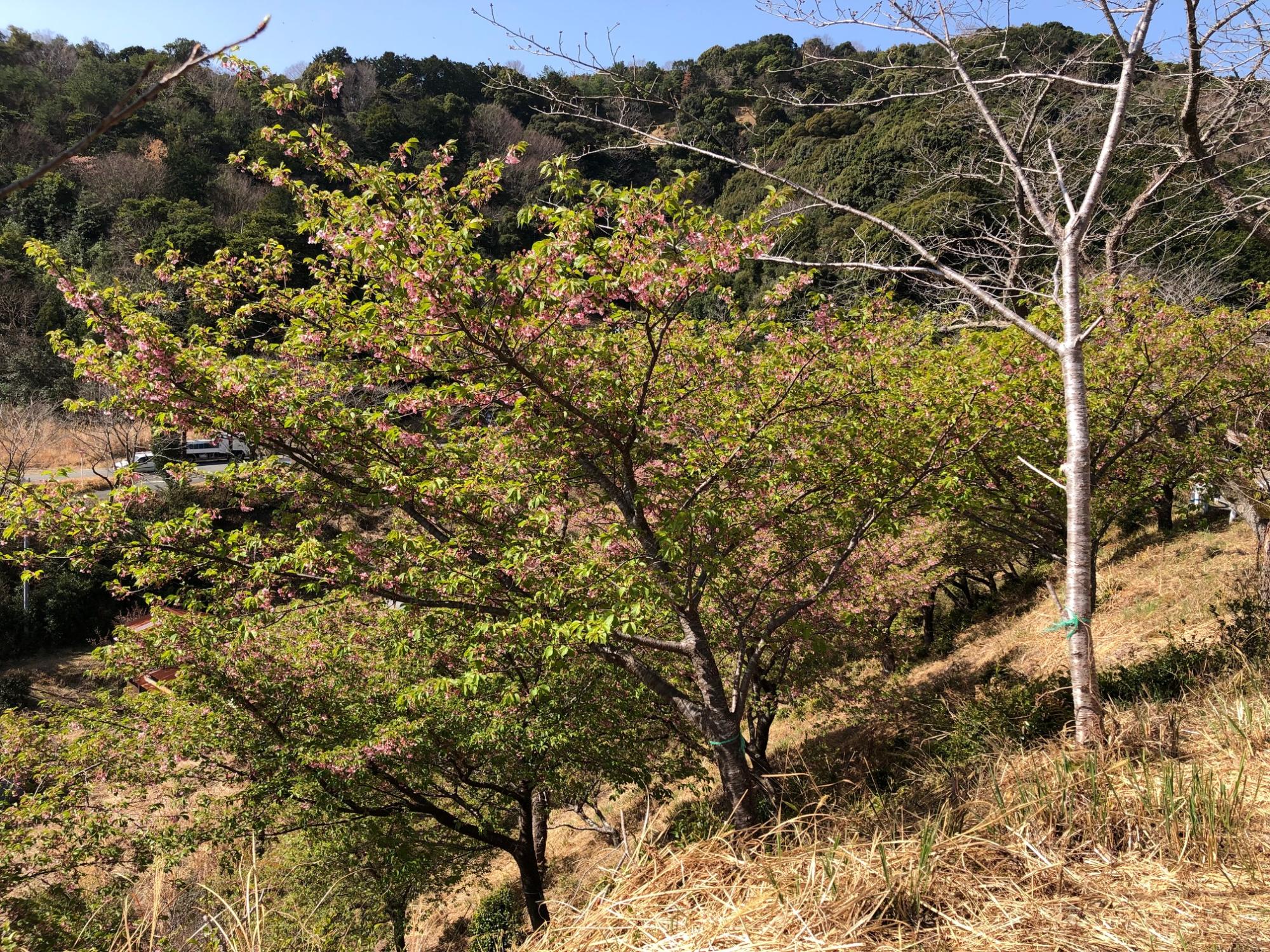 202203160955河津桜開花状況02