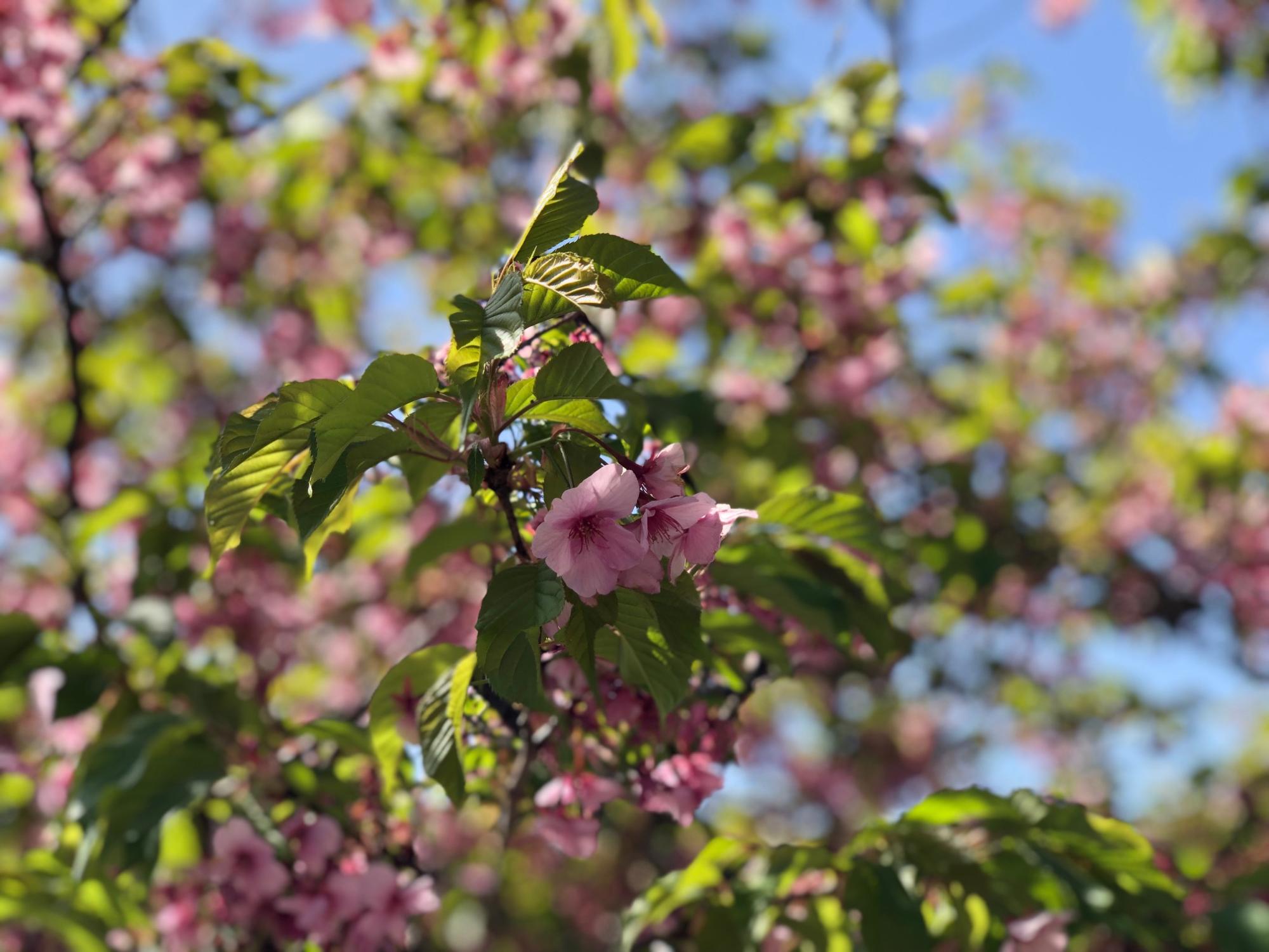 202203160955河津桜開花状況04