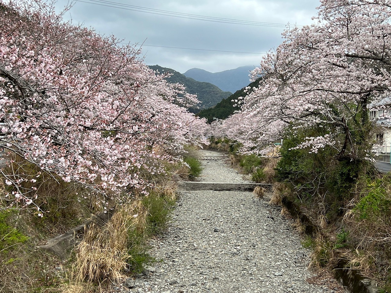 202203291050河内開花状況01