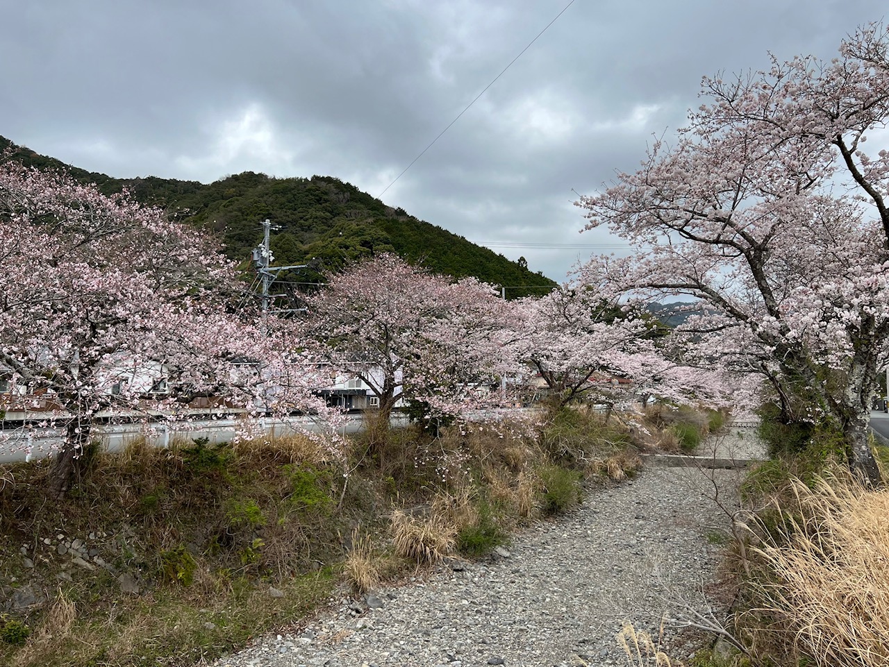 202203291050河内開花状況03