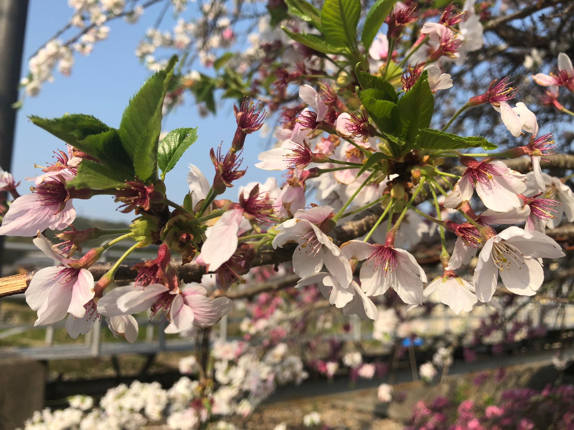 2018年4月3日（火曜日）午後2