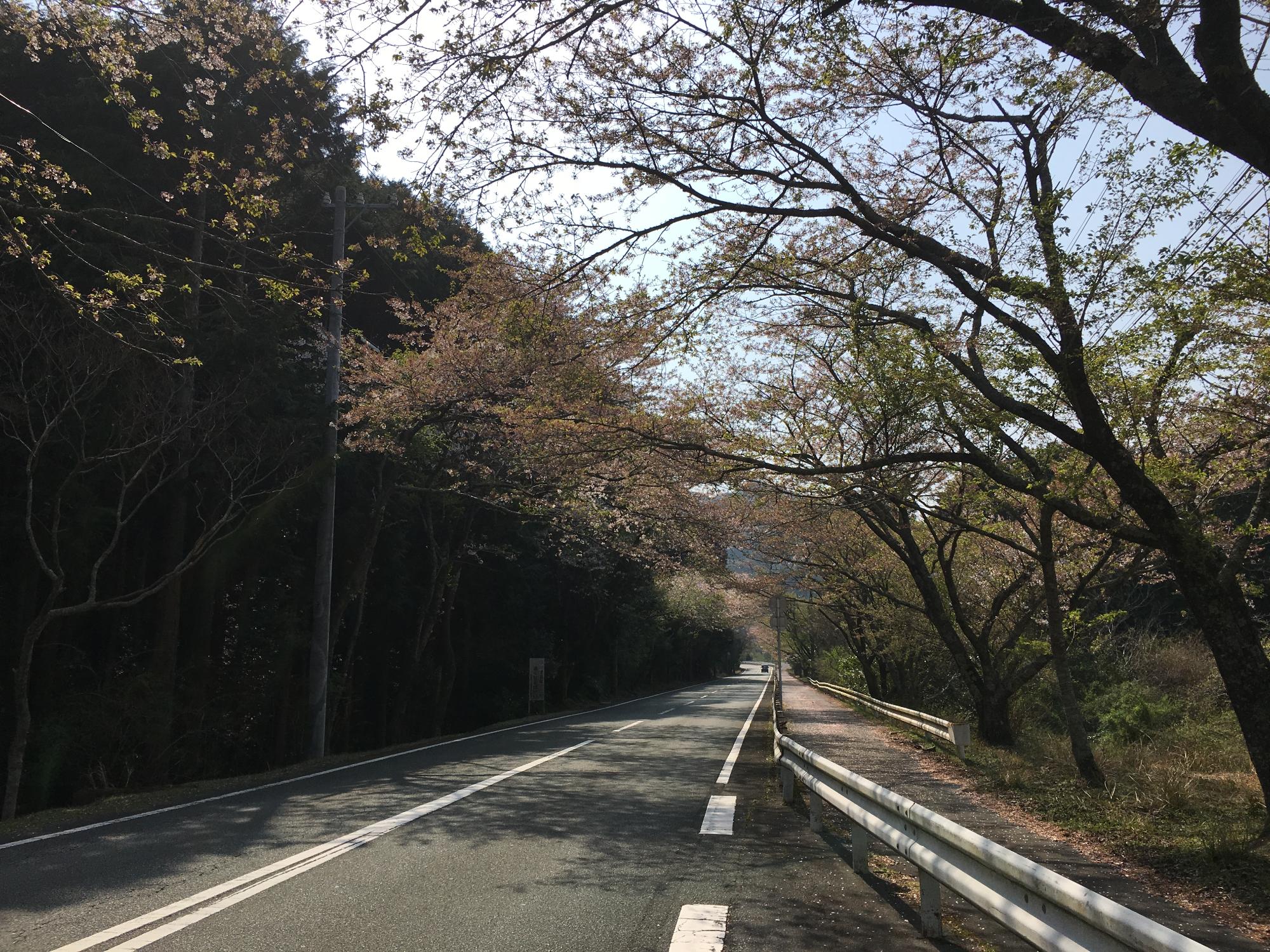 小方 桜 2018年4月3日