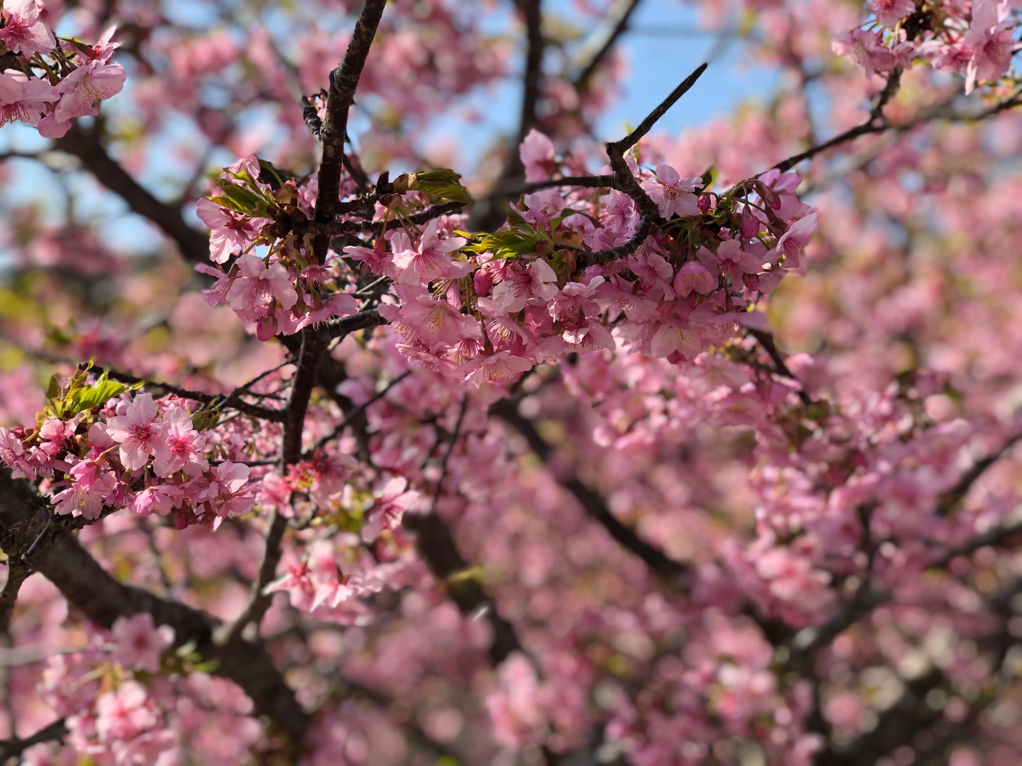 桜 状況 河津 開花 児島湖花回廊プロジェクト サポーターズクラブ事務局