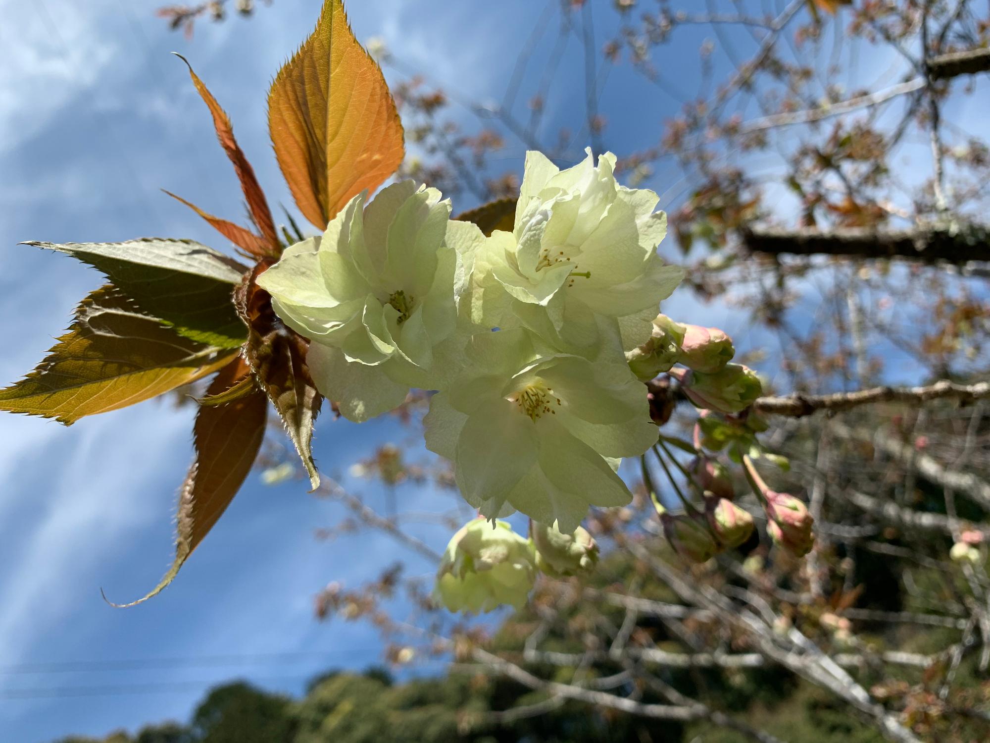 御衣黄桜040701