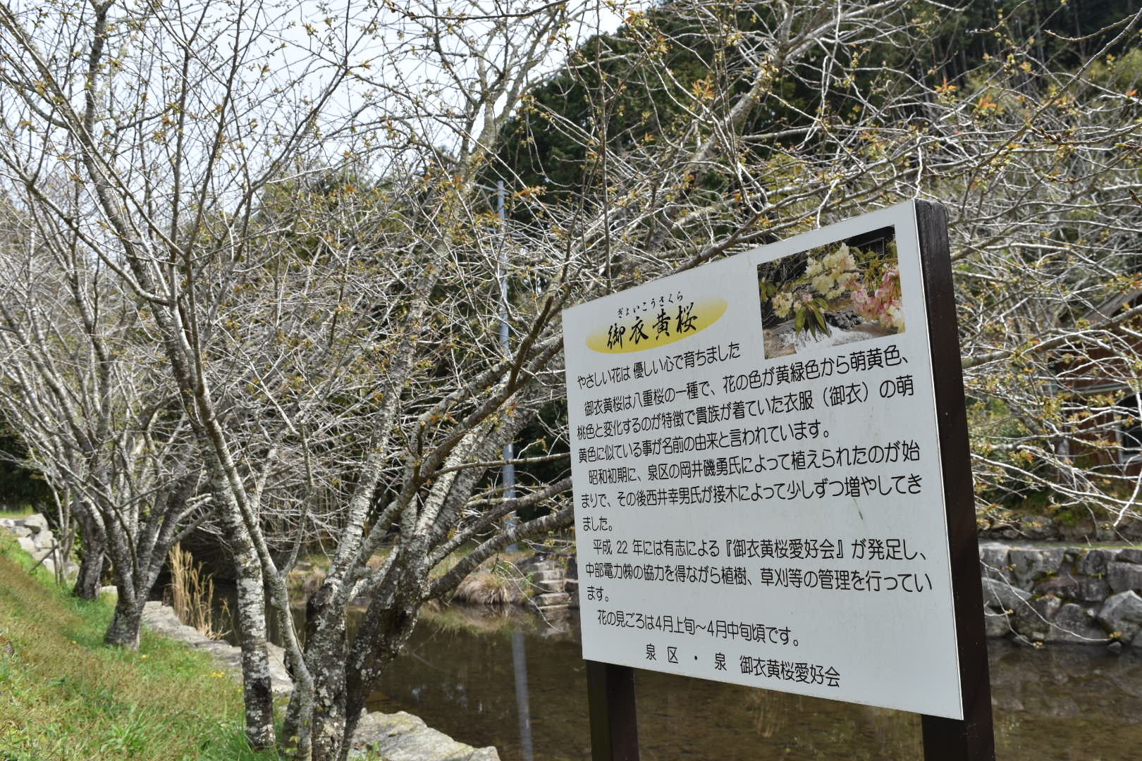 御衣黄桜0403