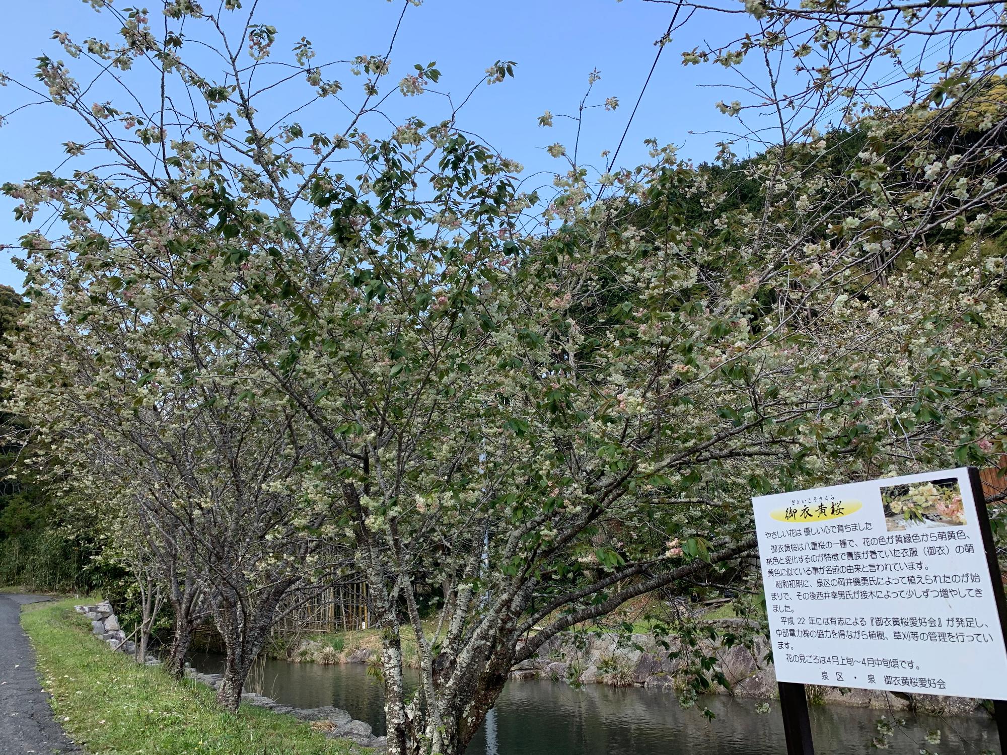 御衣黄桜04021