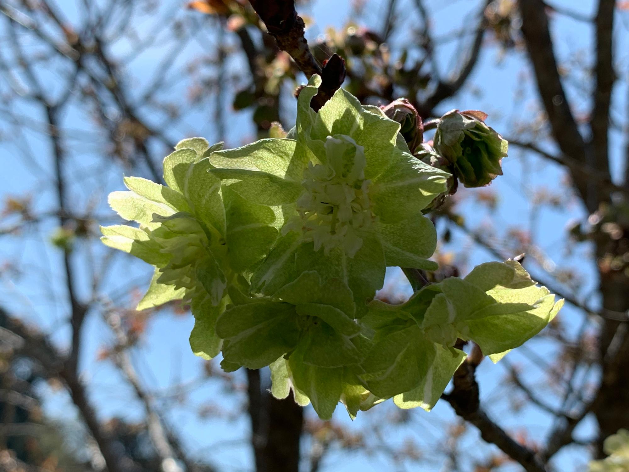 御衣黄桜040703