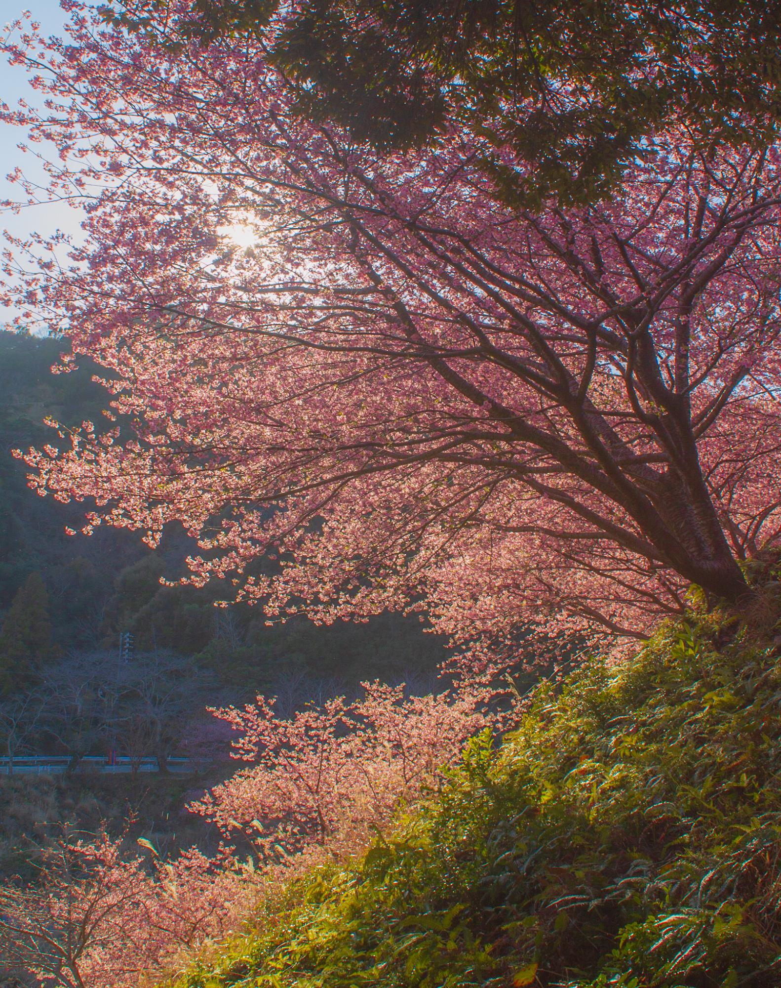 河津桜