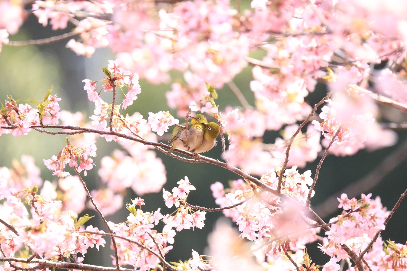 河津桜で戯れるメジロ