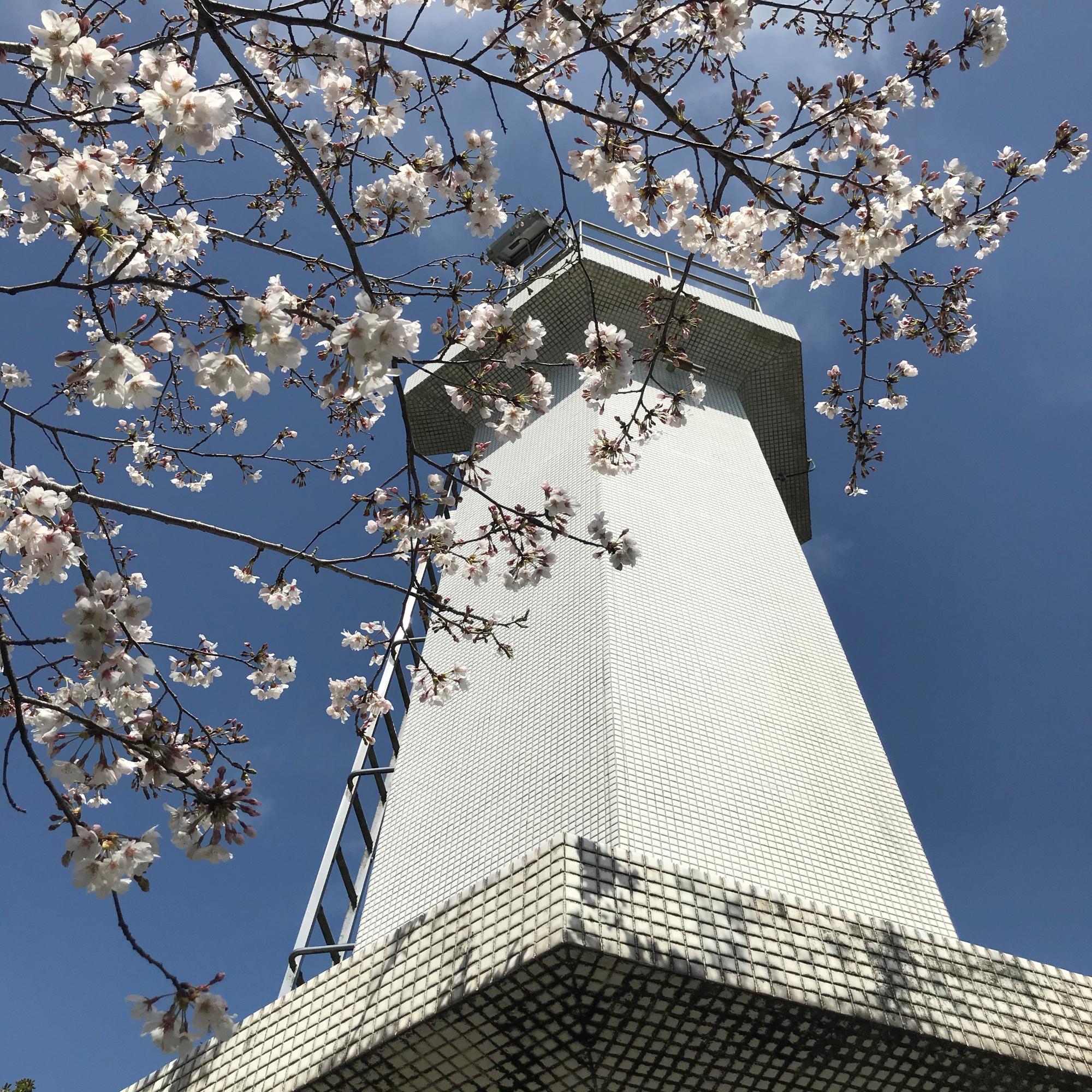 吉津灯台と桜