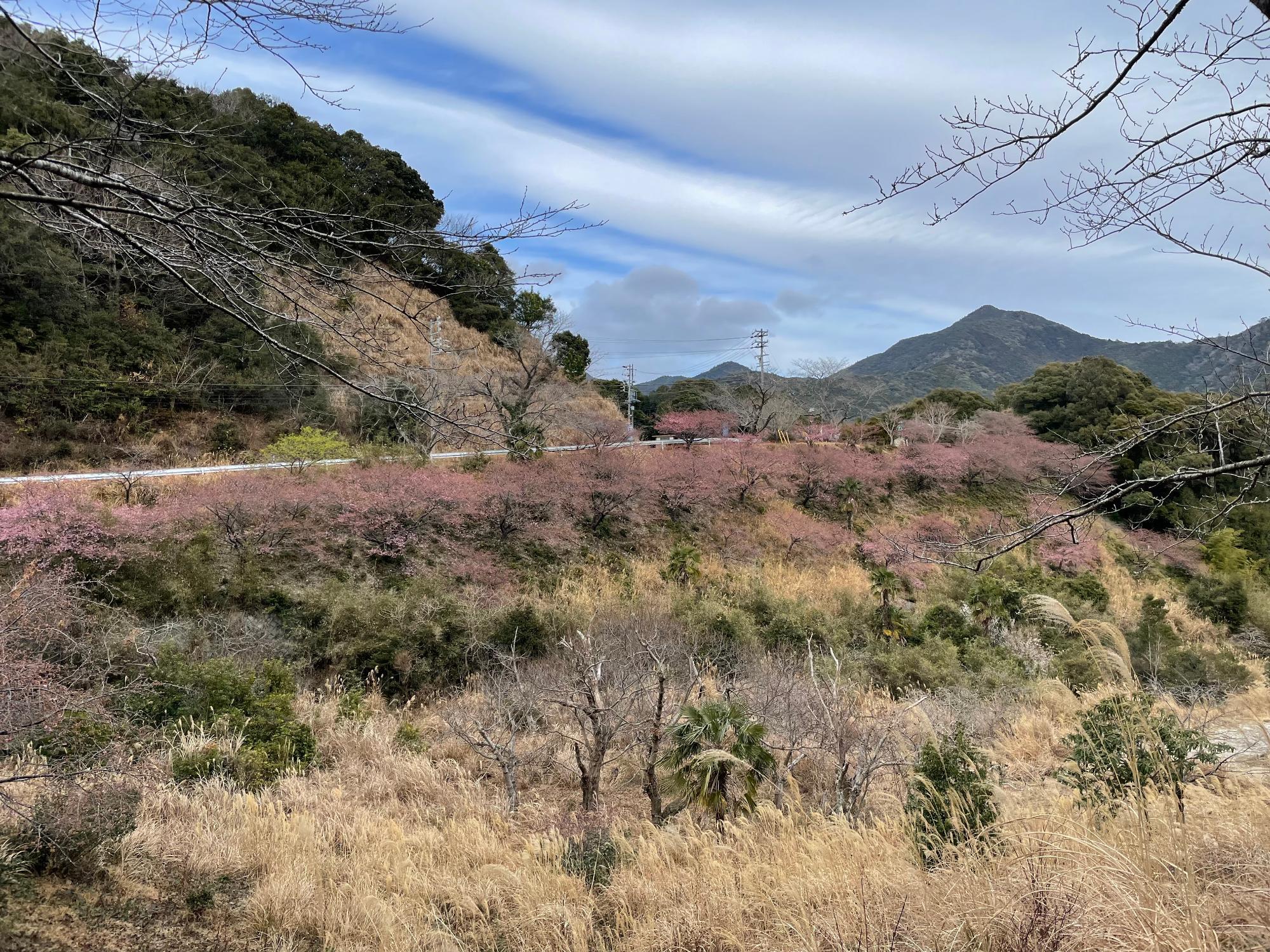 河津桜開花状況202302151530