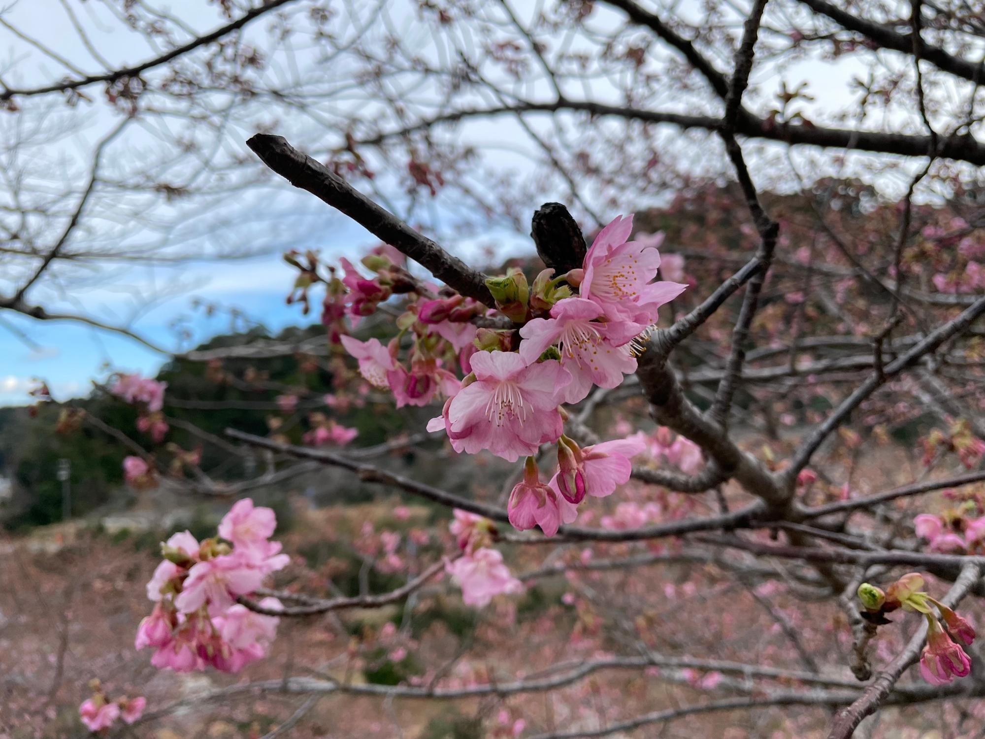 河津桜開花状況202302151534