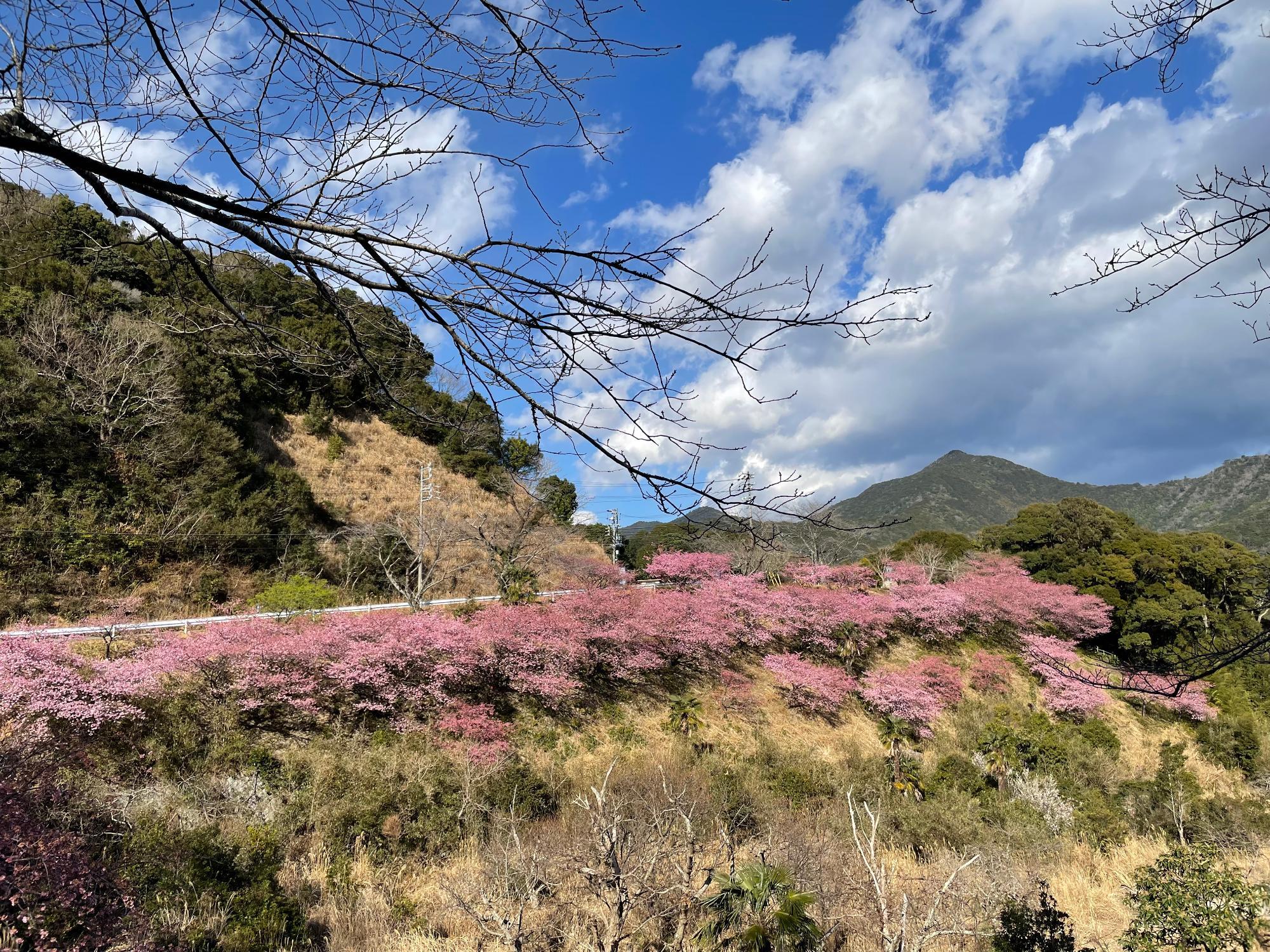 河津桜開花状況202302201450