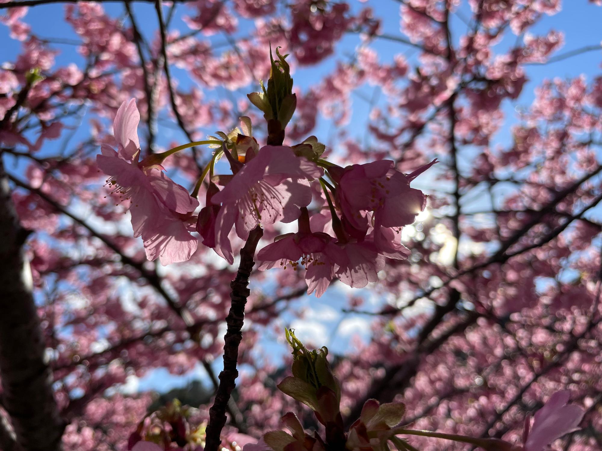 河津桜開花状況202302201452