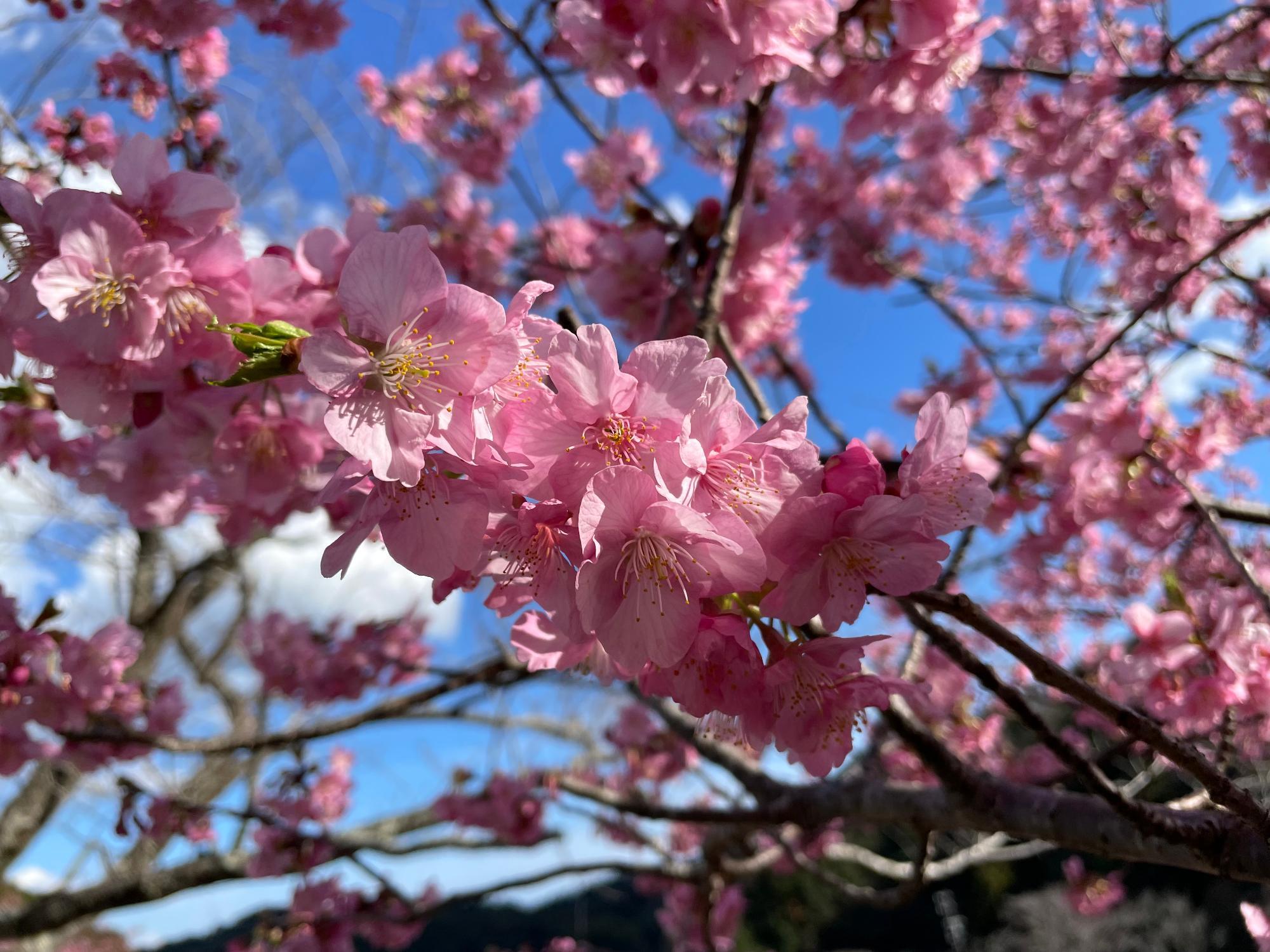 河津桜開花状況202302201453