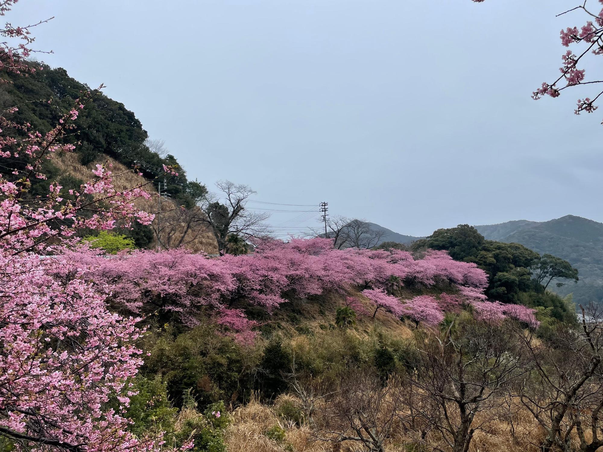 河津桜開花状況202302240921